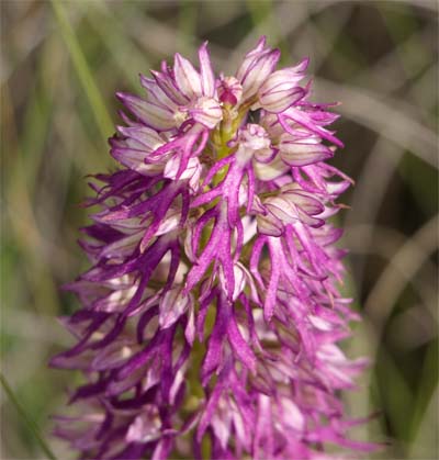 Ibrido: Orchis (Aceras) anthropophora x Orchis italica